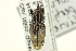  (Sphenophorus pertinax - CNC COLEO 00116833)  @11 [ ] CreativeCommons - Attribution (2011) CNC/CBG Photography Group Centre for Biodiversity Genomics