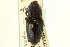  ( - CNC COLEO 00116836)  @11 [ ] CreativeCommons - Attribution (2011) CNC/CBG Photography Group Centre for Biodiversity Genomics