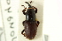  (Sphenophorus simplex - CNC COLEO 00116837)  @11 [ ] CreativeCommons - Attribution (2011) CNC/CBG Photography Group Centre for Biodiversity Genomics