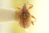  ( - CNC COLEO 00116845)  @11 [ ] CreativeCommons - Attribution (2011) CNC/CBG Photography Group Centre for Biodiversity Genomics