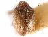  ( - CNC COLEO 00116847)  @13 [ ] CreativeCommons - Attribution (2011) CNC/CBG Photography Group Centre for Biodiversity Genomics
