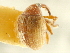  ( - CNC COLEO 00116848)  @11 [ ] CreativeCommons - Attribution (2011) CNC/CBG Photography Group Centre for Biodiversity Genomics