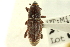  ( - CNC COLEO 00116885)  @11 [ ] CreativeCommons - Attribution (2011) CNC/CBG Photography Group Centre for Biodiversity Genomics