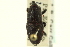  ( - CNC COLEO 00116899)  @11 [ ] CreativeCommons - Attribution (2011) CNC/CBG Photography Group Centre for Biodiversity Genomics