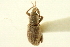  (Lissorhoptrus gracilipes - CNC COLEO 00116937)  @11 [ ] CreativeCommons - Attribution (2011) CNC/CBG Photography Group Centre for Biodiversity Genomics