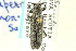  ( - CNC COLEO 00081086)  @13 [ ] CreativeCommons - Attribution (2011) CNC/CBG Photography Group Centre for Biodiversity Genomics