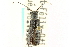  ( - CNC COLEO 00085718)  @13 [ ] CreativeCommons - Attribution (2011) CNC/CBG Photography Group Centre for Biodiversity Genomics