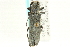  ( - CNC COLEO 00109549)  @13 [ ] CreativeCommons - Attribution (2011) CNC/CBG Photography Group Centre for Biodiversity Genomics