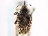  ( - CNC COLEO 00117140)  @11 [ ] CreativeCommons - Attribution (2011) CNC/CBG Photography Group Centre for Biodiversity Genomics