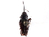  (Curculio sayi - CNC COLEO 00117153)  @11 [ ] CreativeCommons - Attribution (2011) CNC/CBG Photography Group Centre for Biodiversity Genomics