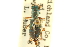  ( - CNC COLEO 00117388)  @11 [ ] CreativeCommons - Attribution (2011) CNC/CBG Photography Group Centre for Biodiversity Genomics