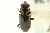  (Notiophilus aquaticus - CNC COLEO 00117488)  @14 [ ] CreativeCommons - Attribution (2011) CNC/CBG Photography Group Centre for Biodiversity Genomics