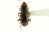  (Notiophilus intermedius - CNC COLEO 00117493)  @13 [ ] CreativeCommons - Attribution (2011) CNC/CBG Photography Group Centre for Biodiversity Genomics