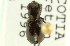  (Notiophilus novemstriatus - CNC COLEO 00117504)  @11 [ ] CreativeCommons - Attribution (2011) CNC/CBG Photography Group Centre for Biodiversity Genomics