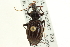  ( - CNC COLEO 00117610)  @11 [ ] CreativeCommons - Attribution (2011) CNC/CBG Photography Group Centre for Biodiversity Genomics