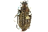  (Carabus maeander - CNC COLEO 00117640)  @15 [ ] CreativeCommons - Attribution (2011) CNC/CBG Photography Group Centre for Biodiversity Genomics