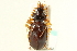  ( - CNC COLEO 00117738)  @13 [ ] CreativeCommons - Attribution (2011) CNC/CBG Photography Group Centre for Biodiversity Genomics