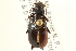  ( - CNC COLEO 00117749)  @11 [ ] CreativeCommons - Attribution (2011) CNC/CBG Photography Group Centre for Biodiversity Genomics