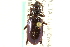  ( - CNC COLEO 00117764)  @13 [ ] CreativeCommons - Attribution (2011) CNC/CBG Photography Group Centre for Biodiversity Genomics