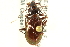 (Nebria gebleri cascadensis - CNC COLEO 00117769)  @13 [ ] CreativeCommons - Attribution (2011) CNC/CBG Photography Group Centre for Biodiversity Genomics