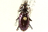  (Nebria meanyi meanyi - CNC COLEO 00117776)  @11 [ ] CreativeCommons - Attribution (2011) CNC/CBG Photography Group Centre for Biodiversity Genomics