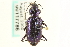  (Nebria schwarzi - CNC COLEO 00117786)  @14 [ ] CreativeCommons - Attribution (2011) CNC/CBG Photography Group Centre for Biodiversity Genomics