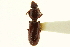  (Clivina impressefrons - CNC COLEO 00117938)  @14 [ ] CreativeCommons - Attribution (2011) CNC/CBG Photography Group Centre for Biodiversity Genomics