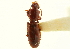  (Clivina oregona - CNC COLEO 00117943)  @14 [ ] CreativeCommons - Attribution (2011) CNC/CBG Photography Group Centre for Biodiversity Genomics