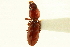  ( - CNC COLEO 00117961)  @11 [ ] CreativeCommons - Attribution (2011) CNC/CBG Photography Group Centre for Biodiversity Genomics