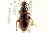  ( - CNC COLEO 00117998)  @14 [ ] CreativeCommons - Attribution (2011) CNC/CBG Photography Group Centre for Biodiversity Genomics