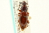  ( - CNC COLEO 00118000)  @14 [ ] CreativeCommons - Attribution (2011) CNC/CBG Photography Group Centre for Biodiversity Genomics