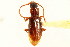  ( - CNC COLEO 00118012)  @11 [ ] CreativeCommons - Attribution (2011) CNC/CBG Photography Group Centre for Biodiversity Genomics