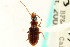  ( - CNC COLEO 00118013)  @13 [ ] CreativeCommons - Attribution (2011) CNC/CBG Photography Group Centre for Biodiversity Genomics