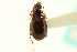  ( - CNC COLEO 00118033)  @11 [ ] CreativeCommons - Attribution (2011) CNC/CBG Photography Group Centre for Biodiversity Genomics