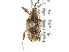  (Curculio strictus - CNC COLEO 00117156)  @13 [ ] CreativeCommons - Attribution (2011) CNC/CBG Photography Group Centre for Biodiversity Genomics