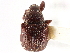  ( - CNC COLEO 00109833)  @13 [ ] CreativeCommons - Attribution (2011) CNC/CBG Photography Group Centre for Biodiversity Genomics