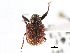  ( - CNC COLEO 00109835)  @13 [ ] CreativeCommons - Attribution (2011) CNC/CBG Photography Group Centre for Biodiversity Genomics