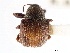  ( - CNC COLEO 00109836)  @11 [ ] CreativeCommons - Attribution (2011) CNC/CBG Photography Group Centre for Biodiversity Genomics
