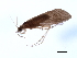  (Cheumatopsyche nr. criseyde - 09CNCAD-0009)  @14 [ ] CreativeCommons - Attribution (2009) Unspecified Centre for Biodiversity Genomics