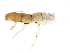  ( - CNCAD_0028)  @11 [ ] CreativeCommons - Attribution (2019) CBG Photography Group Centre for Biodiversity Genomics