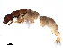  ( - CNCAD_0065)  @11 [ ] CreativeCommons - Attribution (2019) CBG Photography Group Centre for Biodiversity Genomics