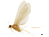  ( - CNCAD_0079)  @11 [ ] CreativeCommons - Attribution (2019) CBG Photography Group Centre for Biodiversity Genomics