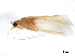  (Hydropsyche fukienensis B - CNCAD_0117)  @11 [ ] CreativeCommons - Attribution (2019) CBG Photography Group Centre for Biodiversity Genomics