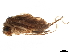  ( - CNCAD_0148b)  @11 [ ] CreativeCommons - Attribution (2019) CBG Photography Group Centre for Biodiversity Genomics