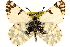  ( - BIOUG10887-A09)  @14 [ ] CreativeCommons - Attribution (2014) CBG Photography Group Centre for Biodiversity Genomics