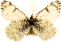  (Euchloe creusa - BIOUG10887-A11)  @14 [ ] CreativeCommons - Attribution (2014) CBG Photography Group Centre for Biodiversity Genomics