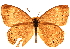  ( - BIOUG10887-G01)  @14 [ ] CreativeCommons - Attribution (2014) CBG Photography Group Centre for Biodiversity Genomics