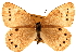  ( - BIOUG10887-G04)  @14 [ ] CreativeCommons - Attribution (2014) CBG Photography Group Centre for Biodiversity Genomics