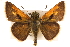  ( - BIOUG10888-B01)  @13 [ ] CreativeCommons - Attribution (2014) CBG Photography Group Centre for Biodiversity Genomics