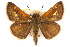  (Polites themistocles - BIOUG10888-B07)  @15 [ ] CreativeCommons - Attribution (2014) CBG Photography Group Centre for Biodiversity Genomics